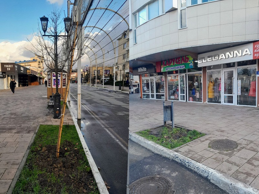 Озеленение по-анапски: на улице Горького в Анапе 12 клёнов и пустота