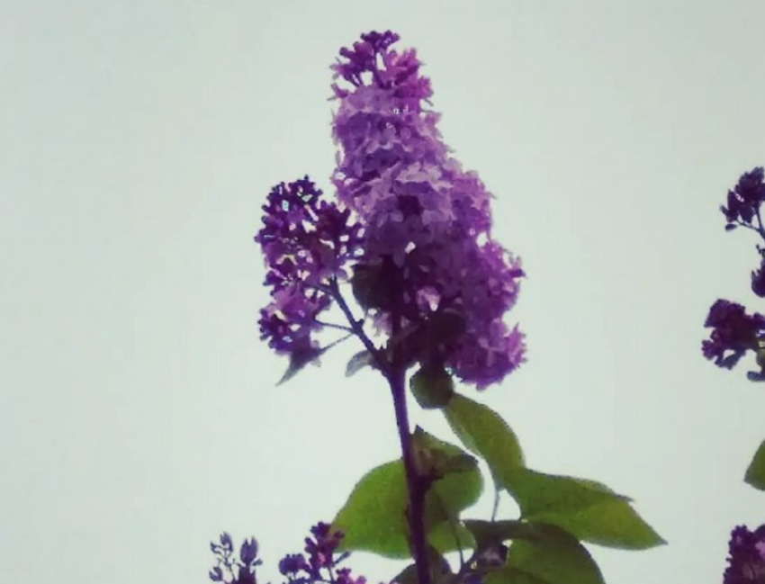 В Анапе в ноябре зацвела теплолюбивая сирень