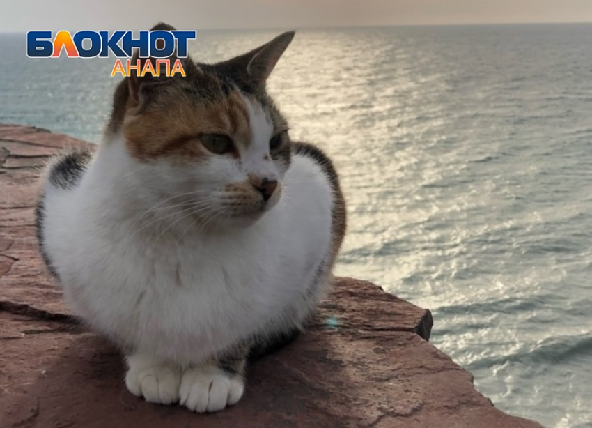 Замурчательный курорт: Анапа вошла в топ-10 кошачьих городов мира