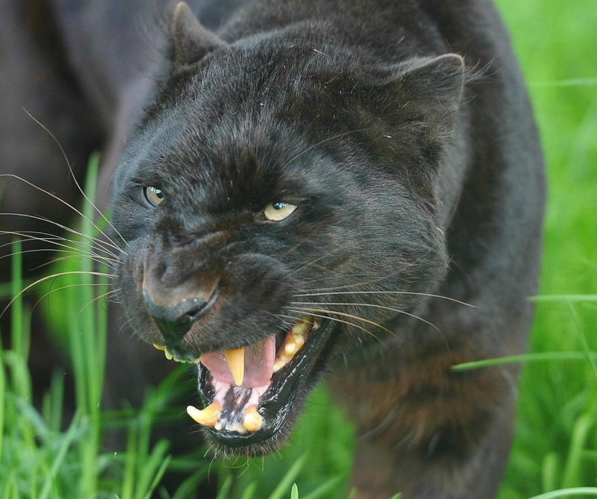 Будьте осторожны! Чёрный леопард свободно разгуливает недалеко от Анапы