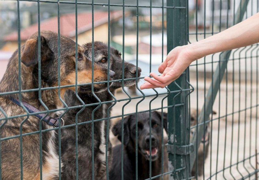 Не повторится ли скандал: в Анапе заключают договор на услуги по обращению с бездомными животными