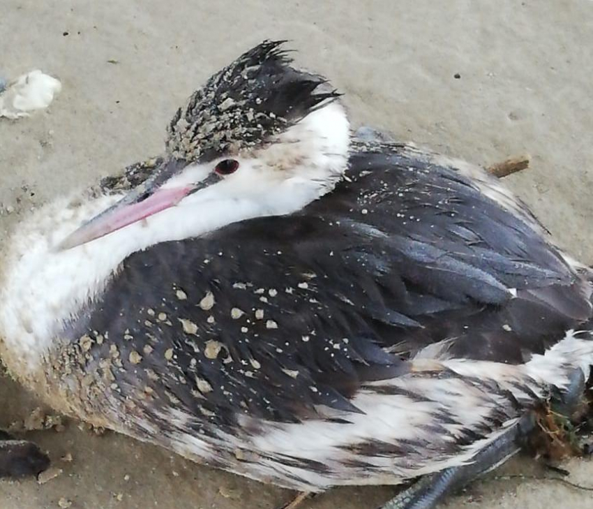 Птицу выбросило на берег моря после шторма в Анапе: стоит ли ей помогать?