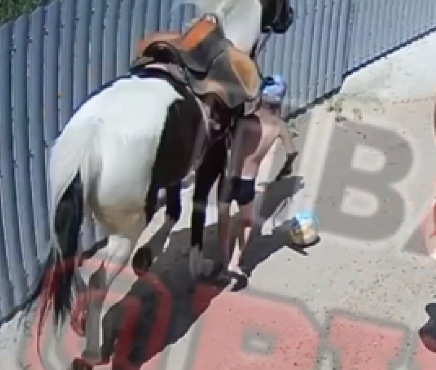 В Анапе на Пионерском проспекте лошадь сбила ребёнка: полиция разбирается в инциденте