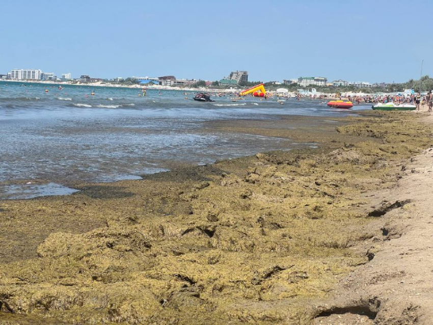Зеленые берега: на пляжах Анапы снова много камки и желтые флаги