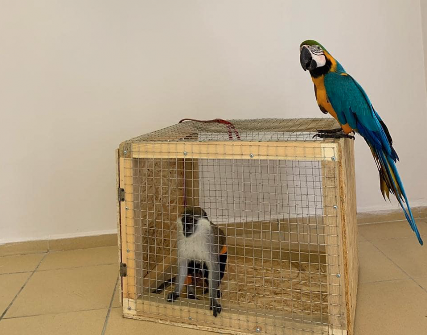 У анапских фотоживодёров изъяли зелёную мартышку и попугая ару