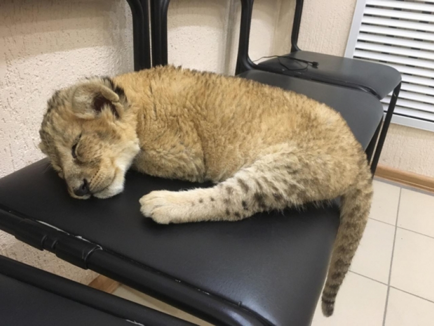 Прокуратура Анапы спасла от фотографов львёнка