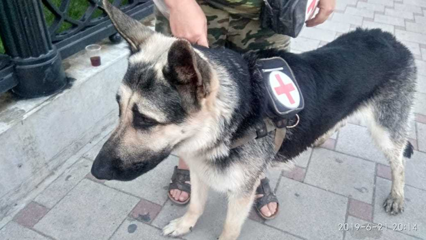 Собака-волонтер спасает людей в Анапе