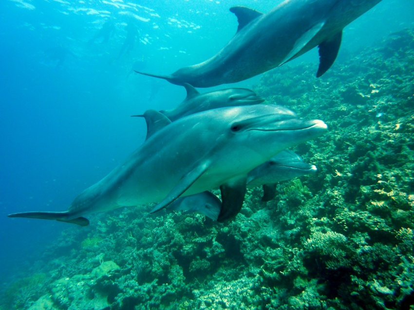 Анапчане делятся своими историями встреч с дельфинами