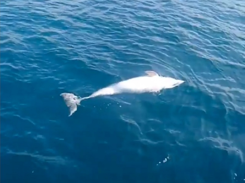 В Анапе мужчина заснял на видео мертвого дельфина