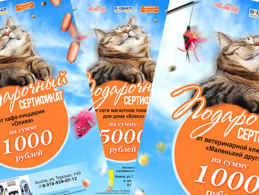 Стали известны победители конкурса «Самый красивый кот Анапы"