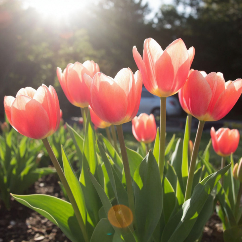 В Анапе стоимость тюльпанов за год выросла, а роз — подешевела