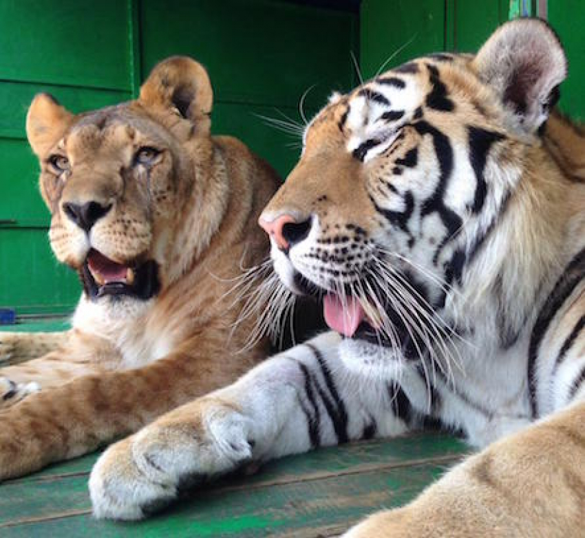Животные со всего мира в зоопарке «Король Лев» с 27 июня теперь в Анапе