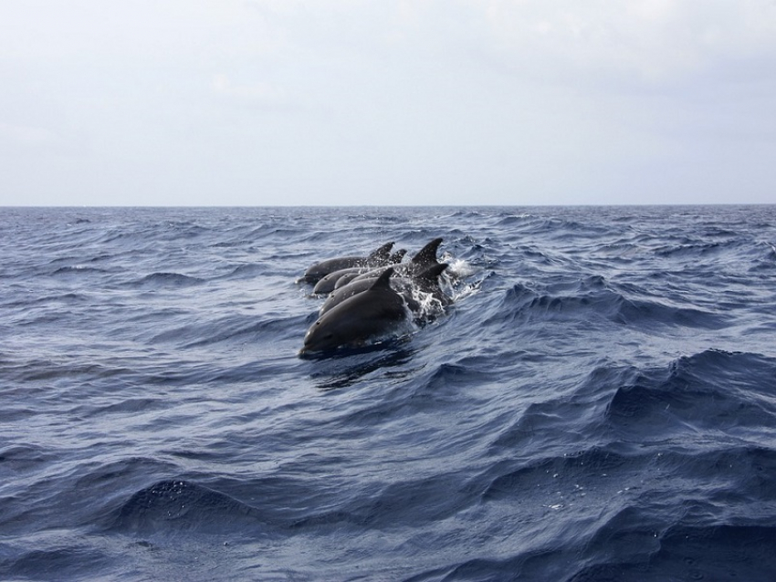 Росприроднадзор: дельфины в Черном море массово гибнут из-за сетей и загрязнения