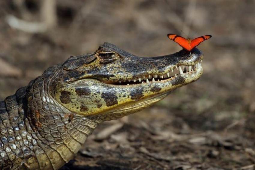  Кому нужно обязательно посетить крокодиловую ферму в Анапе, знаете?