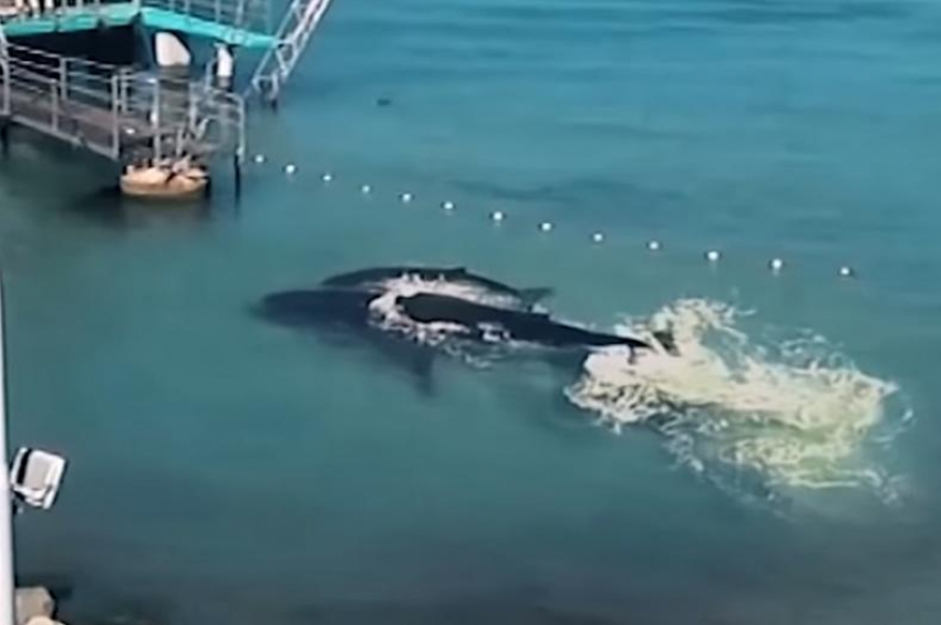 В акваторию Анапы заплыли киты: реальность или первоапрельская шутка?! 