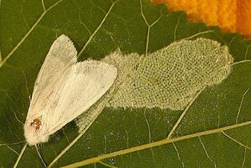В Анапе выявили целые колонии опасного вредителя – американской белой бабочки