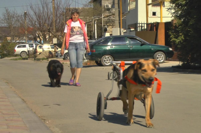 История о двух собаках на инвалидных колясках заставила анапчан плакать