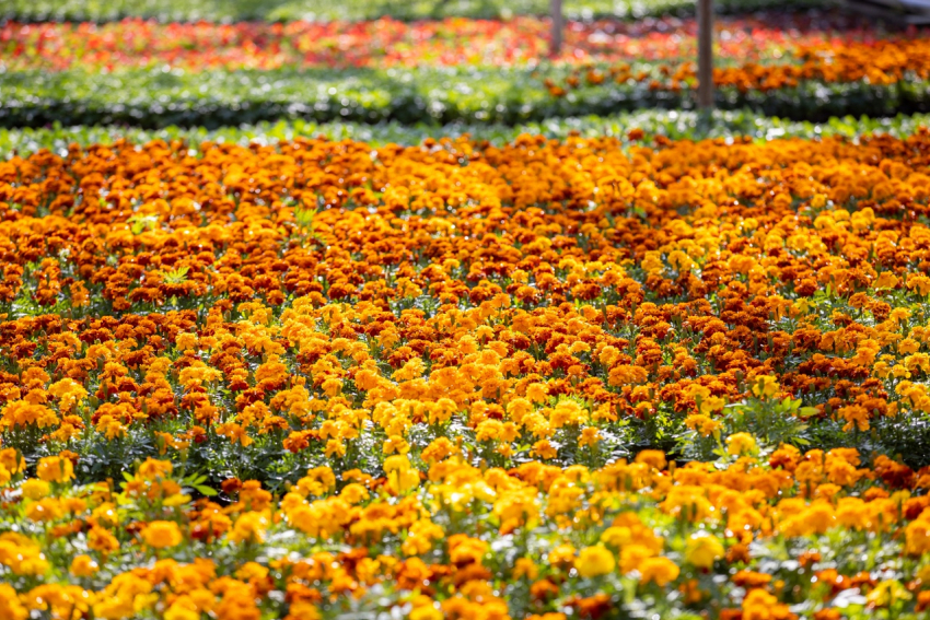 Около 300 000 цветов появятся в Анапе благодаря работникам «Зеленстроя»