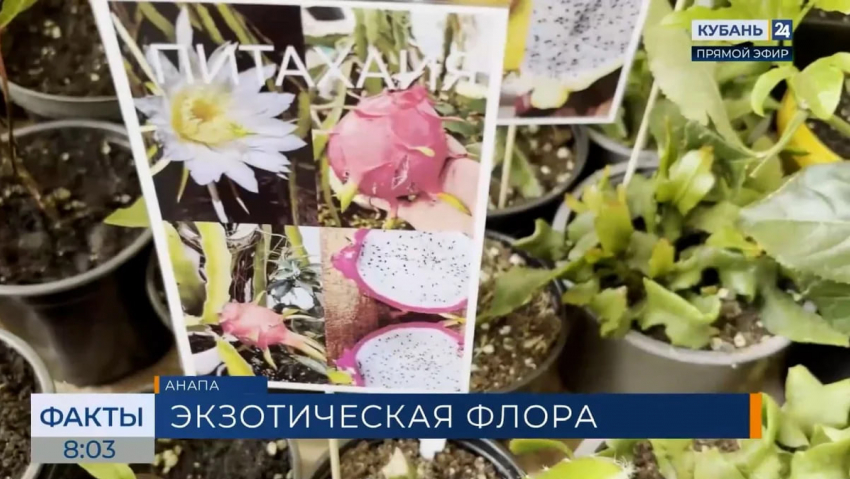 В Анапе прошла выставка редких и экзотических растений