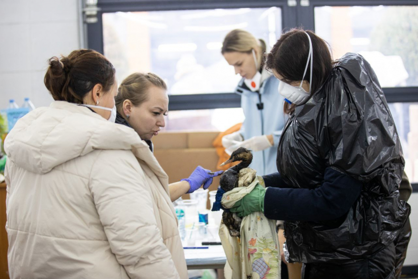 Добровольцы Анапы в пункте по спасению птиц получат дополнительные средства защиты и расходные материалы