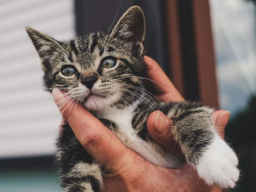 Сегодня, 10 июля, в Анапе в День котенка будет по летнему жарко и без осадков