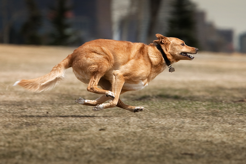 Почему в Анапе собаки убегают от хозяев?