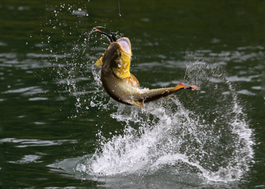 Для анапчан изменились правила ловли рыбы
