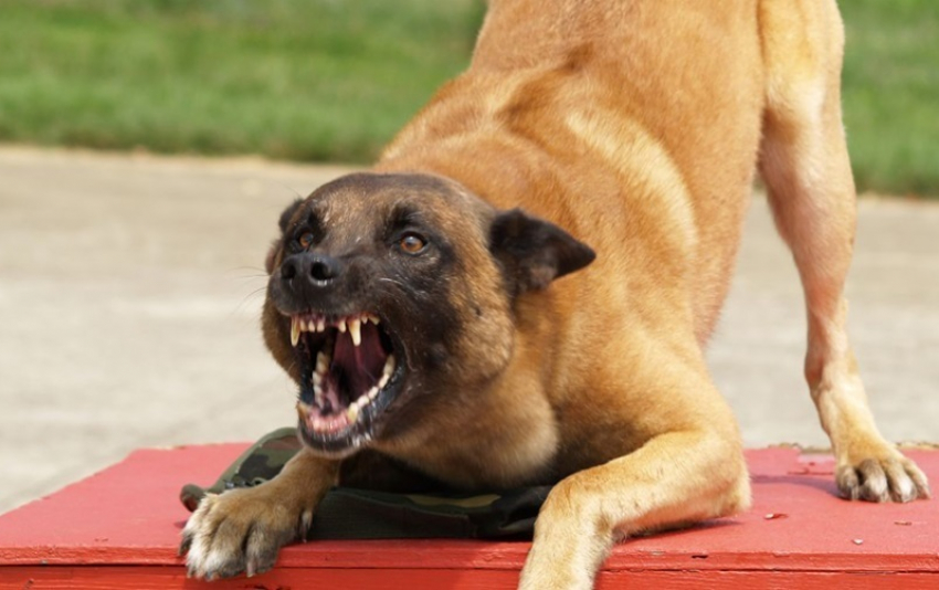 В Анапе на глазах у массы людей огромный пёс пытался растерзать маленькую собачку