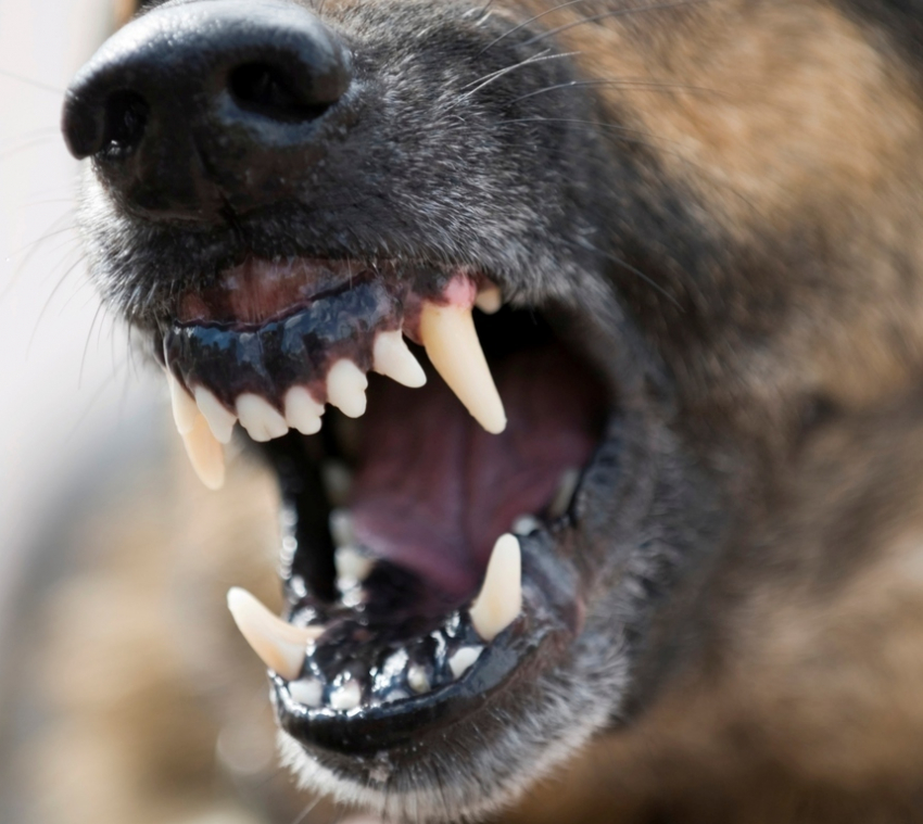 «Я не хочу, чтобы меня сожрала стая голодных псов»: анапчанин о бродячих собаках