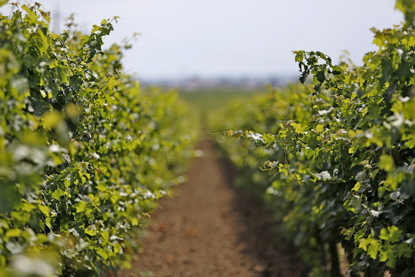 Виноградари Анапы смогут страховаться от потери качества урожая