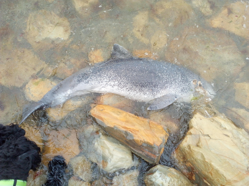 Три трупа дельфинов обнаружили в Анапе возле Высокого берега