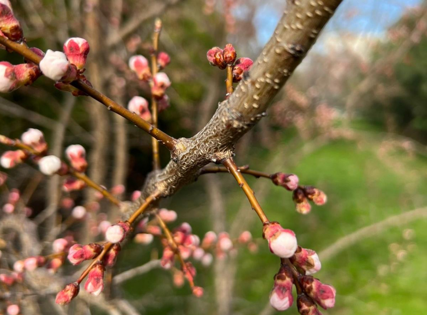 Во Всемирный день искусства в Анапе солнечно и ясно