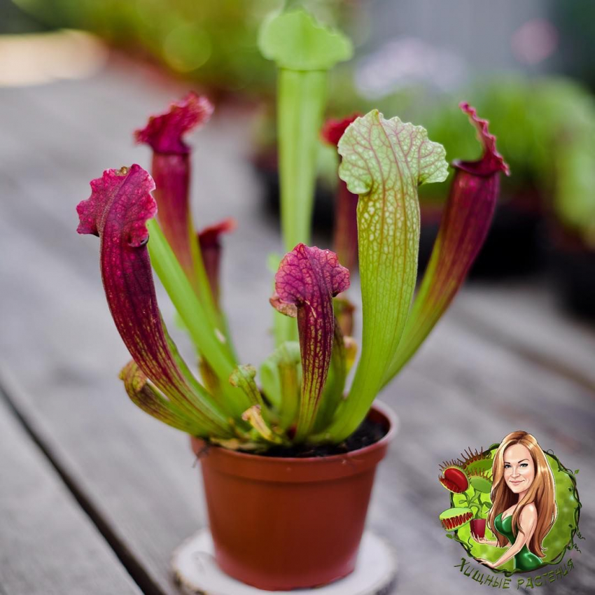 2 июня в Анапе пройдет выставка-продажа комнатных растений