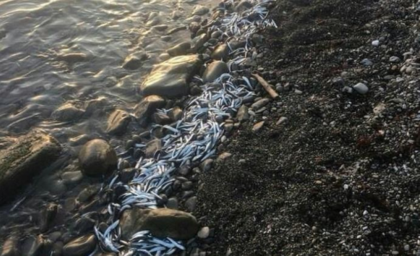 Несколько сотен килограмм хамсы выкинули в море недалеко от Анапы