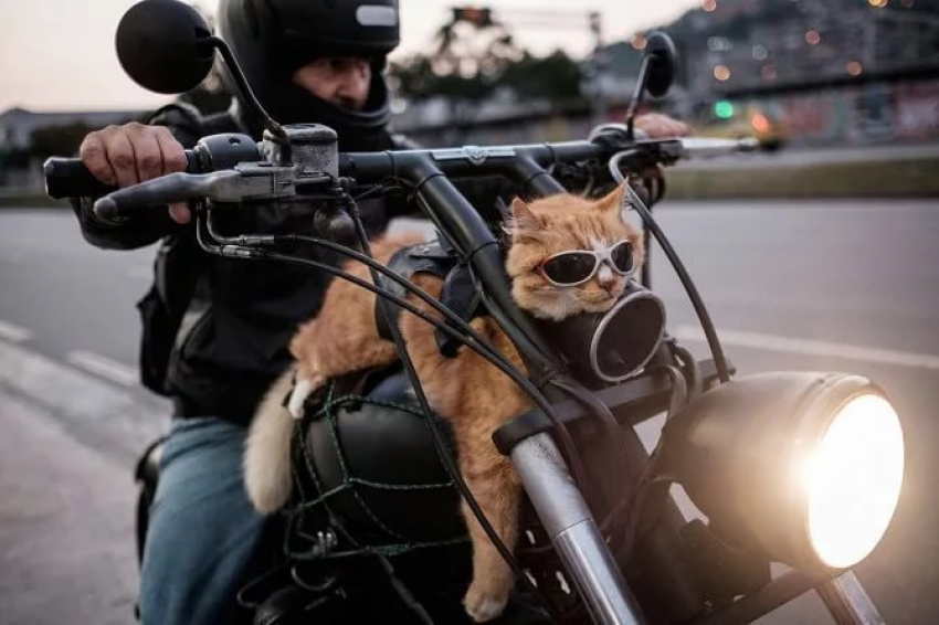 Анапский мотоциклист спас котёнка от смерти