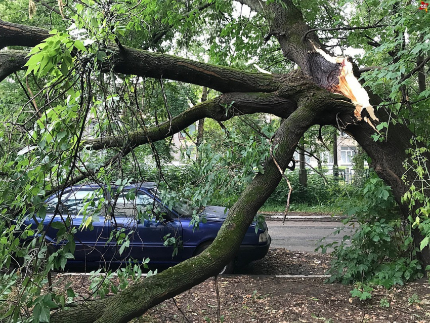 Теперь в Анапе при штормовом ветре, деревья не будут угрожать машинам и проводам?