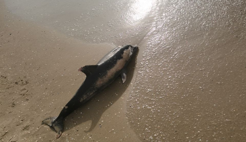 В Анапе нашли более 40 погибших дельфинов