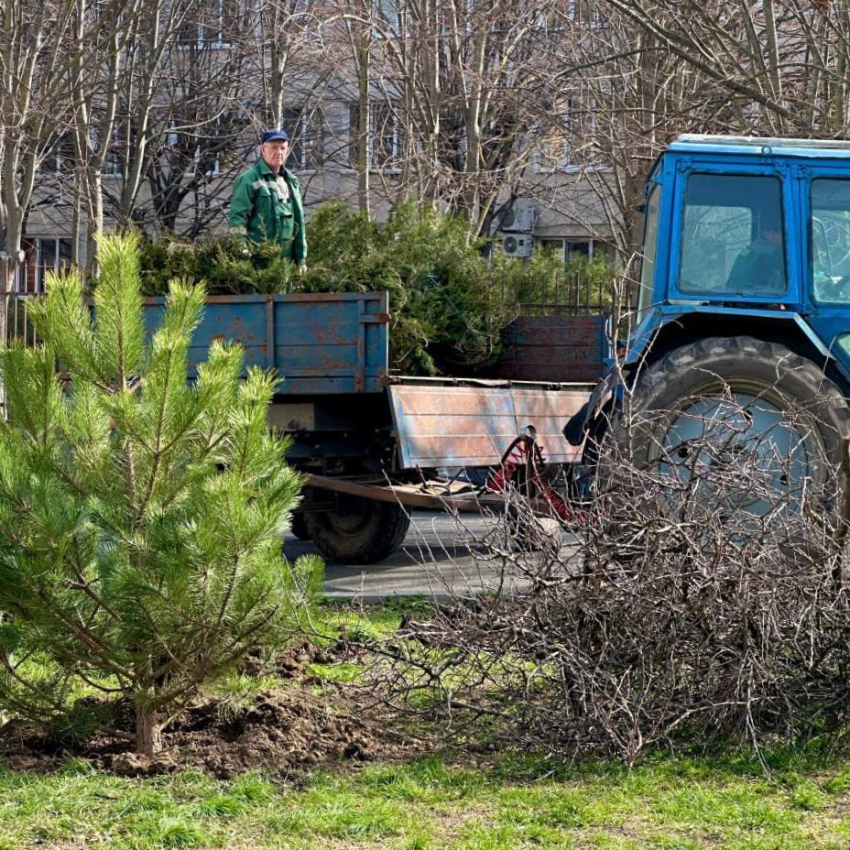 Новые деревья и кустарники высадят в разных районах Анапы
