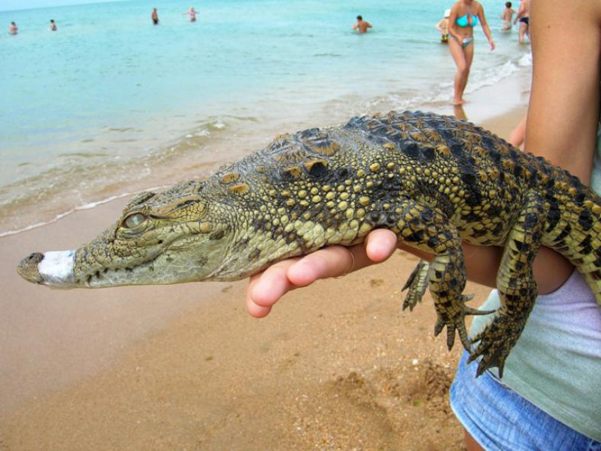 По пляжу в Анапе носят крокодила с заклеенной скотчем пастью
