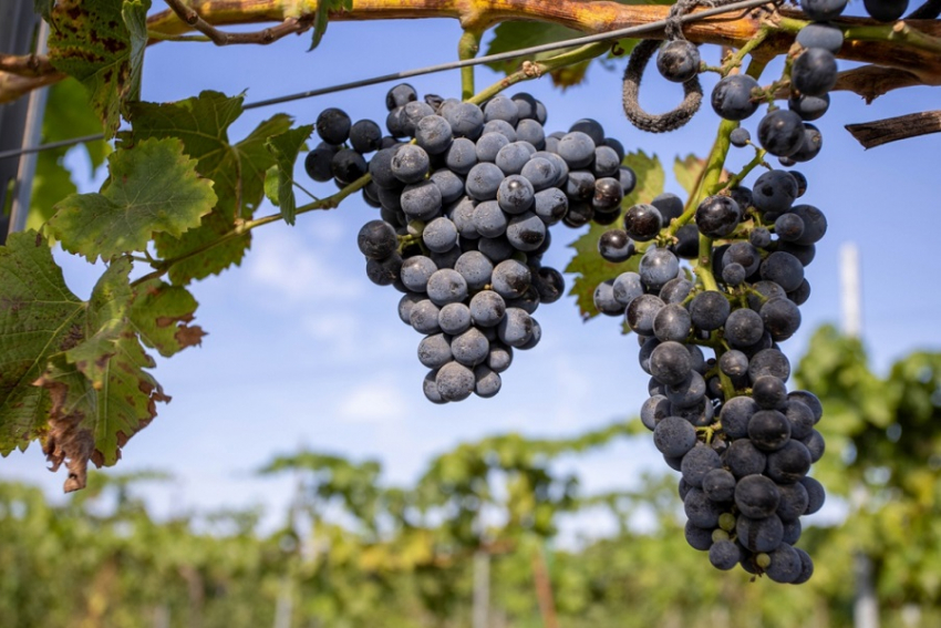 Как непогода повлияет на урожай винограда в Анапе – эксперты
