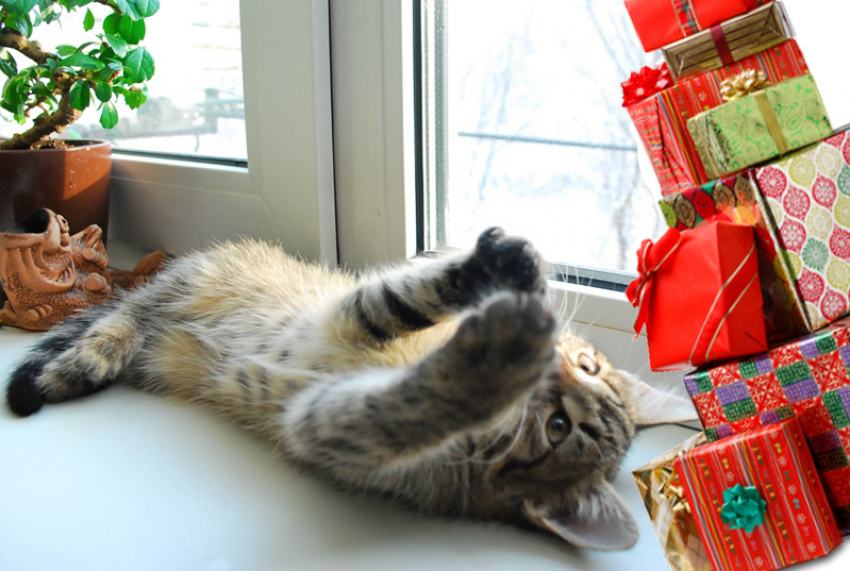 Подарки готовы! Ждем победителей конкурса «Самый красивый кот Анапы"!