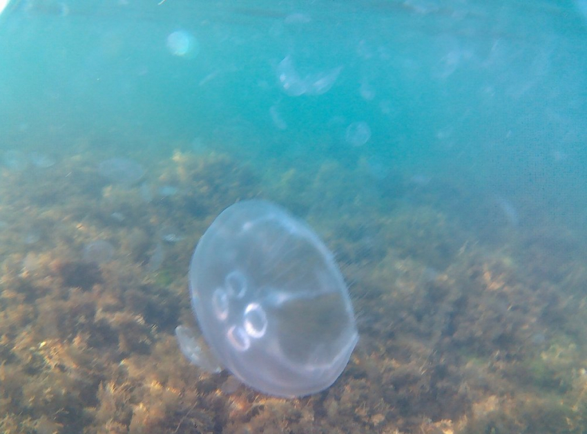 Море в Анапе оккупировали медузы: чем они опасны 