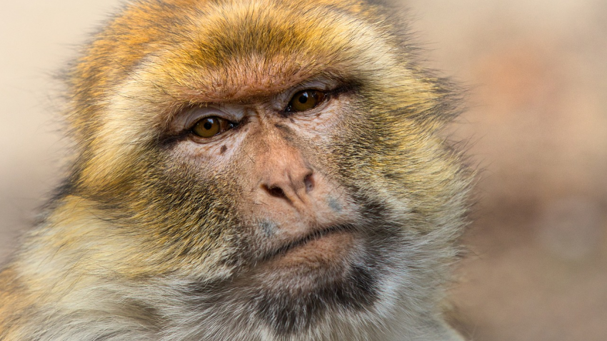 Вчера, 25 июля, в Анапе спасли двух обезьян от фотографов-живодеров