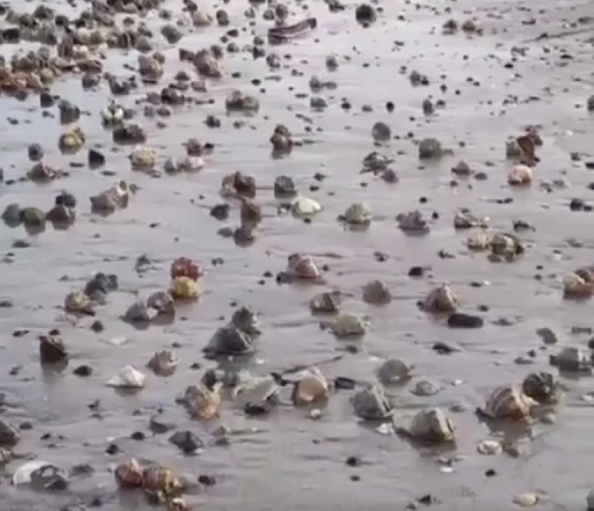 На берег Анапы накануне Крещения выбросило тонны раппанов