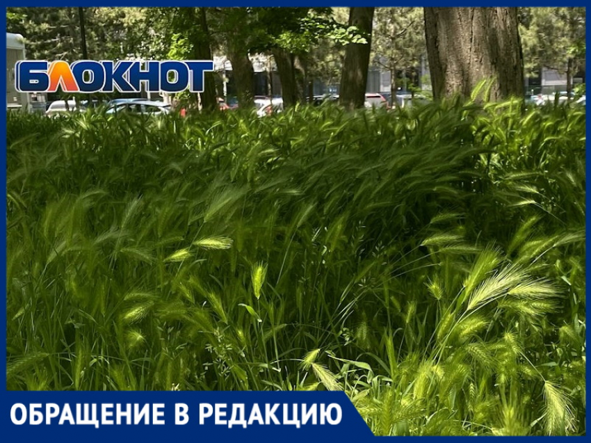 В анапском сквере Гудовича трава по колено — рай для опасных клещей