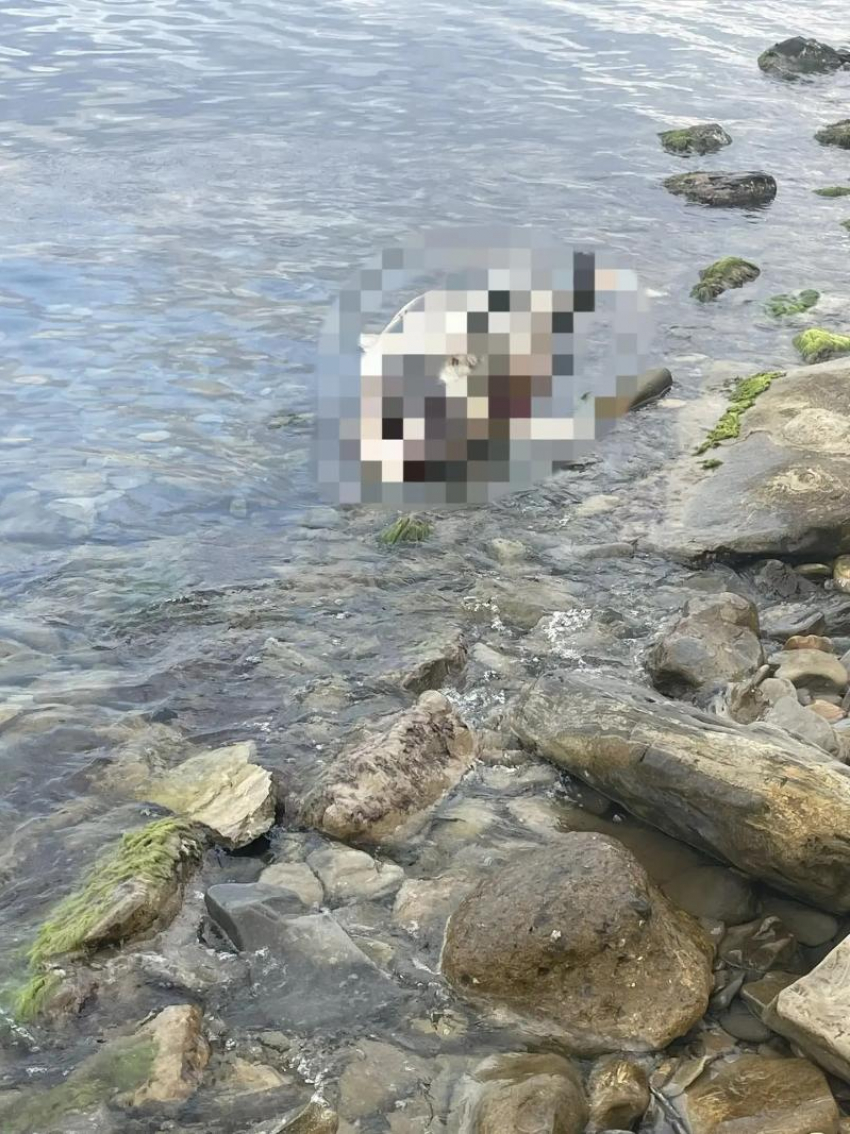 На высоком берегу у маяка в Анапе уже несколько дней лежит мёртвый дельфин. Жители жалуются на ужасный запах и бездействие служб