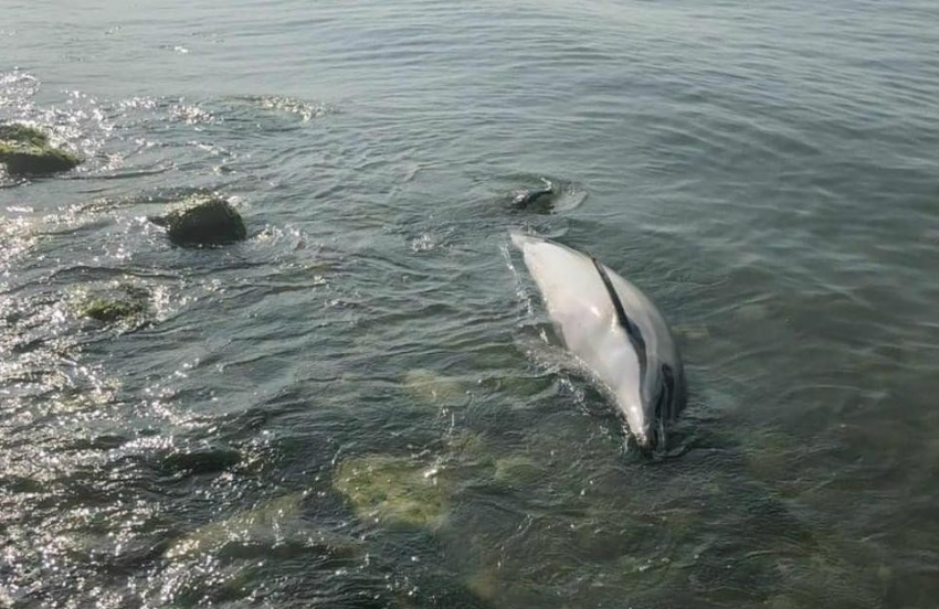 Анапчане переживают по поводу гибели дельфинов на Черноморском побережье