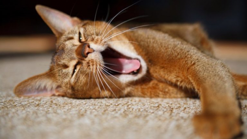Полезная информация для анапчан: мурчание котов оказывает целительное действие