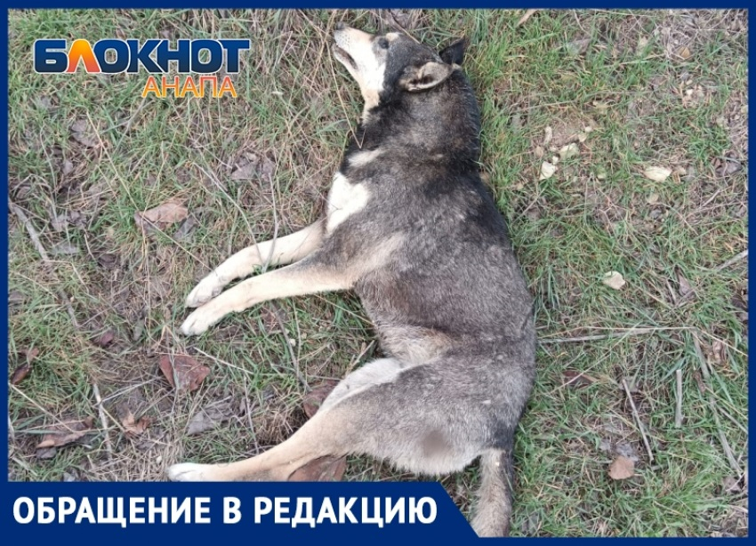 В Анапе снова против закона – кто-то убивает стерилизованных собак в хуторе Курбацком