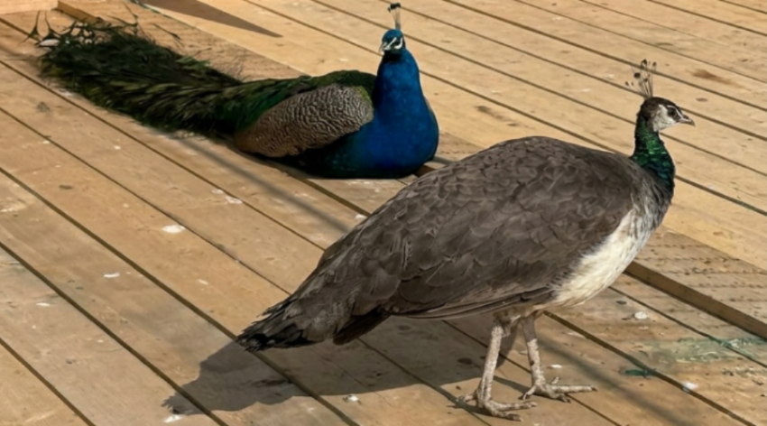 В Анапе открылась ферма, где можно покормить павлинов и погулять в яблоневом саду
